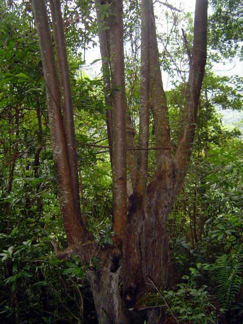 1���ֲ��֦�ɣ���������ʱ���ܵ����ۡ���