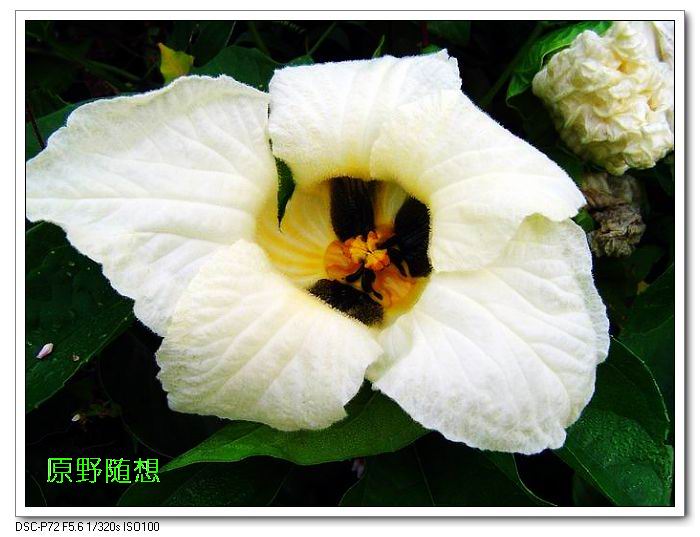 ���� DSC02627.JPG