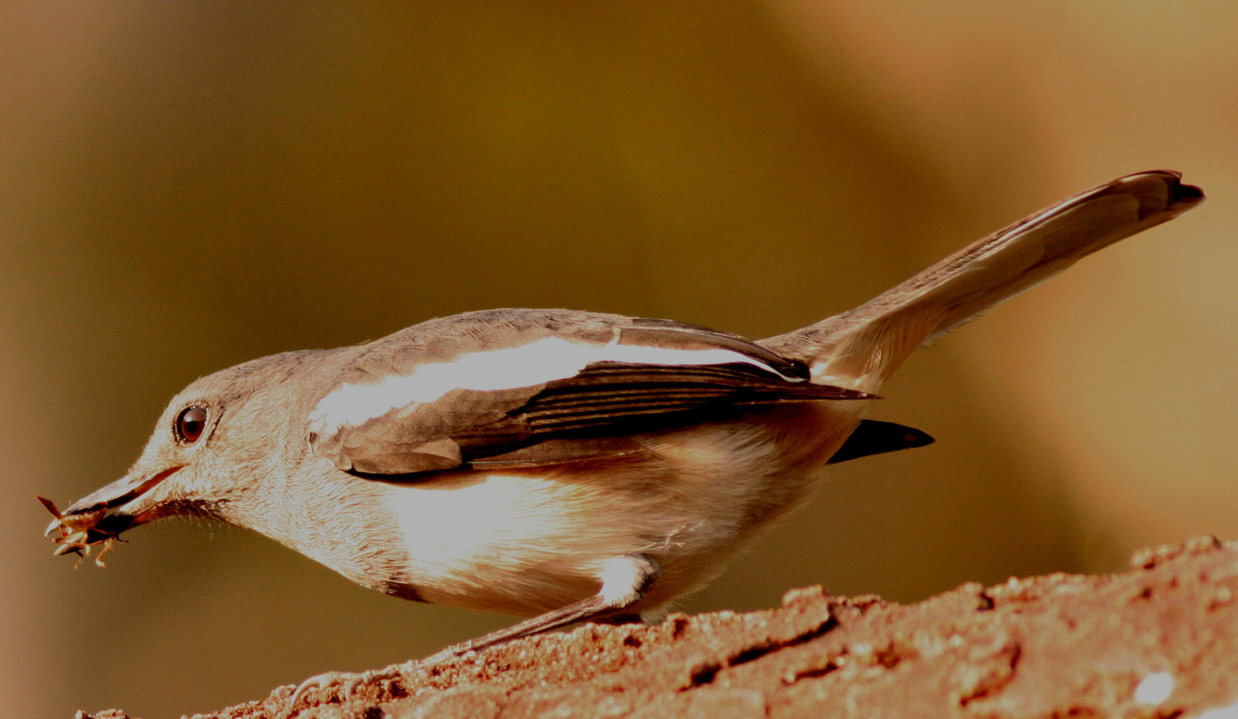 c0312.jpg