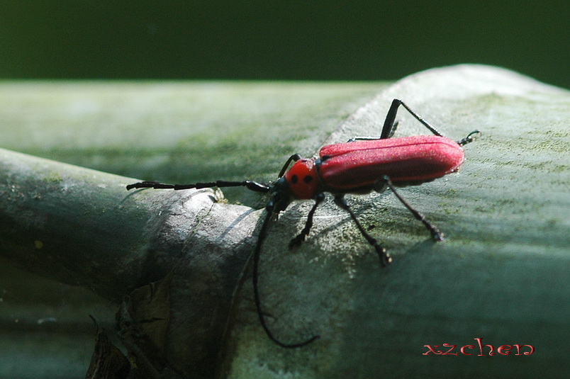 �����ţ Purpuricenus temminckii Guerin
