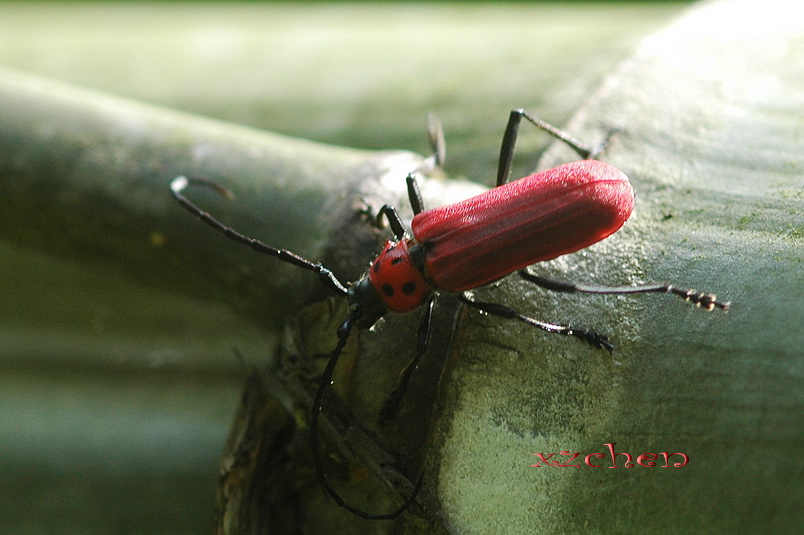 ��⣬���ڲ�ͣ������û�ĺ�