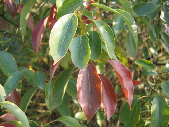 ����ʲôֲ���أ�