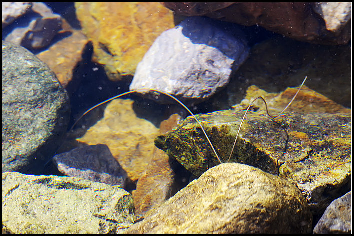 ���߳���