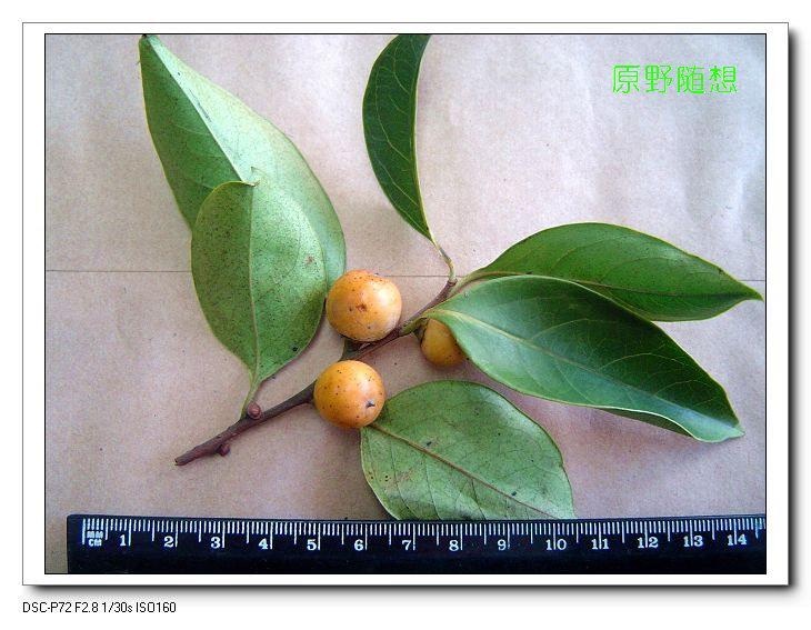 ���� DSC02718.JPG