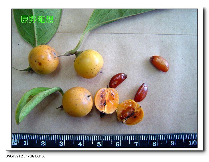 ���� DSC02721.JPG