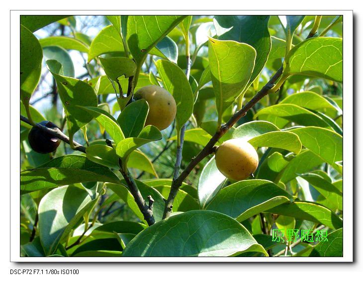 ���� DSC02572.JPG