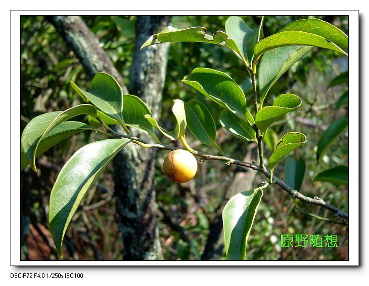 ���� DSC02571.JPG