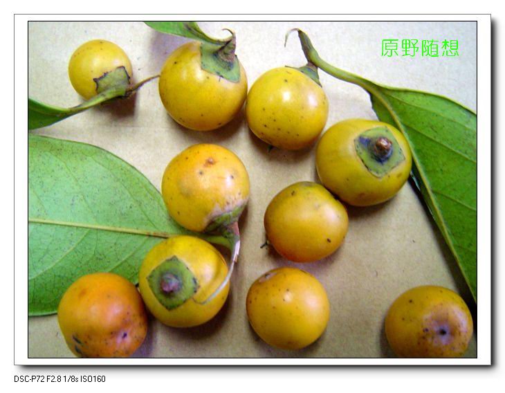 ���� DSC02727.JPG