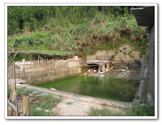 ������Ӿ���ѳ�Ϊ��Ѽ���������Ѽ�ӿ������ڵġ�����Ѽ��