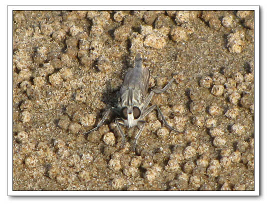 ��ī������˭��