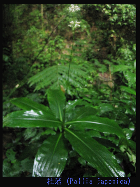 IMG_0044������Pollia japonica����.jpg