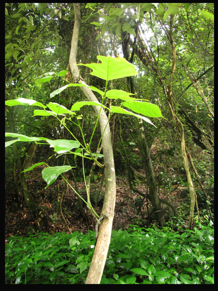 IMG_0013�ܻ�����Spatholobus suberectus��.jpg