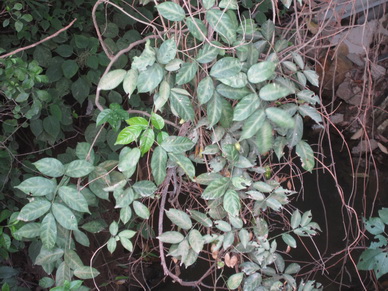 ��������IMG_1632 ��.jpg