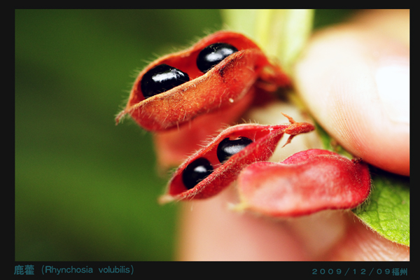 ������һ��ҩ��ֲ��