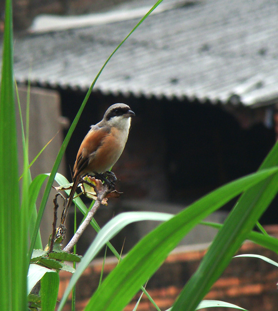 DSC05027.JPG