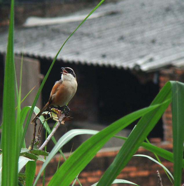 DSC05028a.jpg