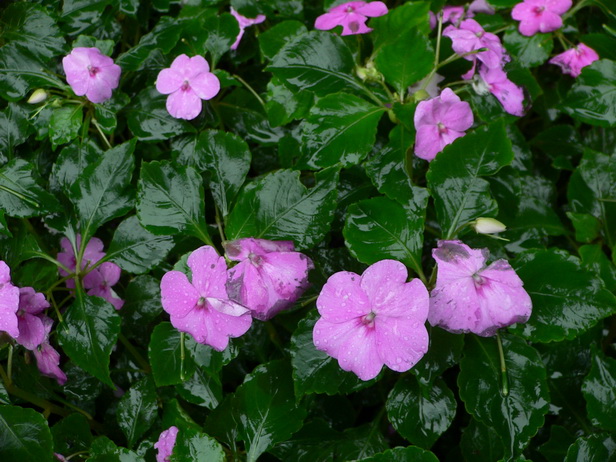 �յ����ɻ�