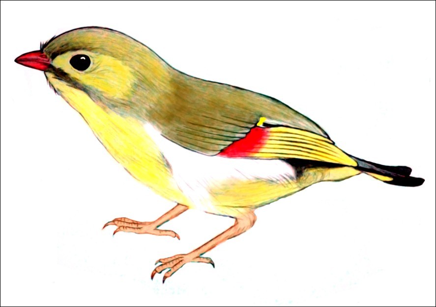 ������˼��