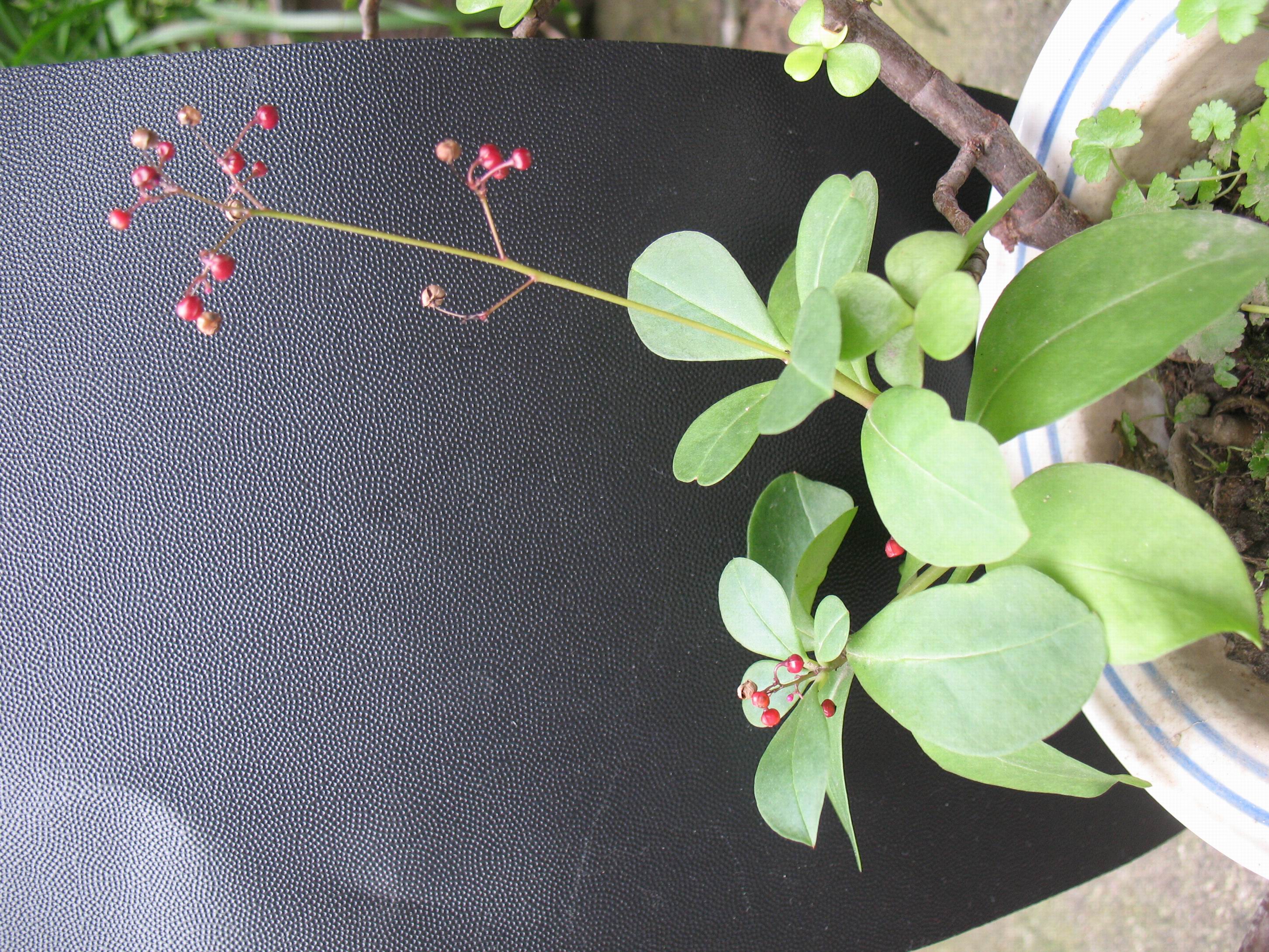 ����������׳ƣ�