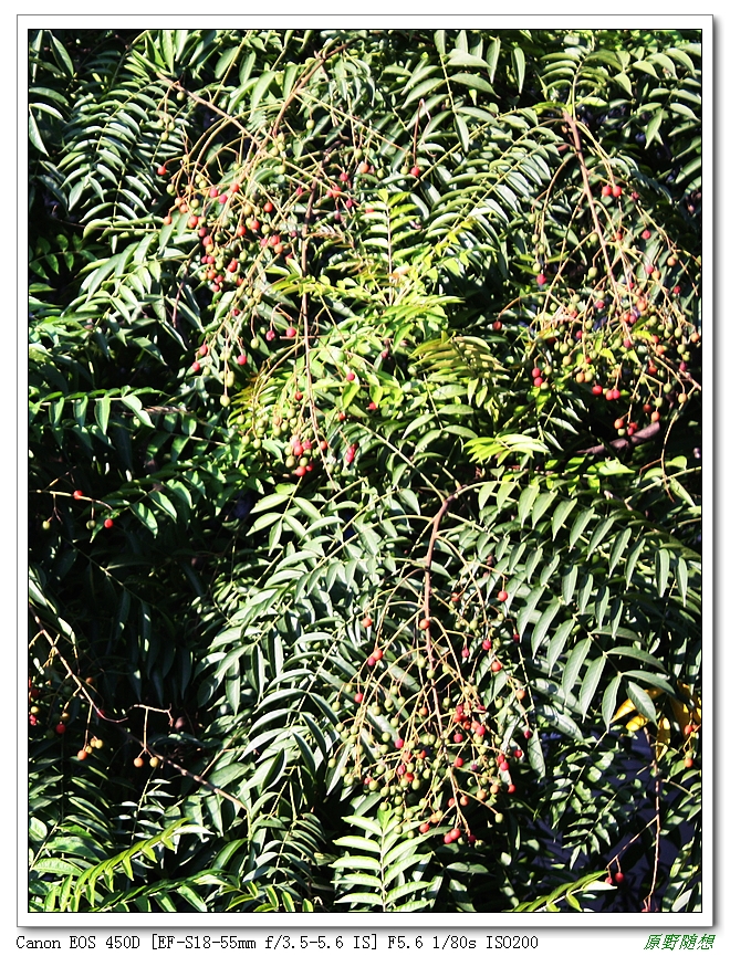 120818��̩ 135G.jpg