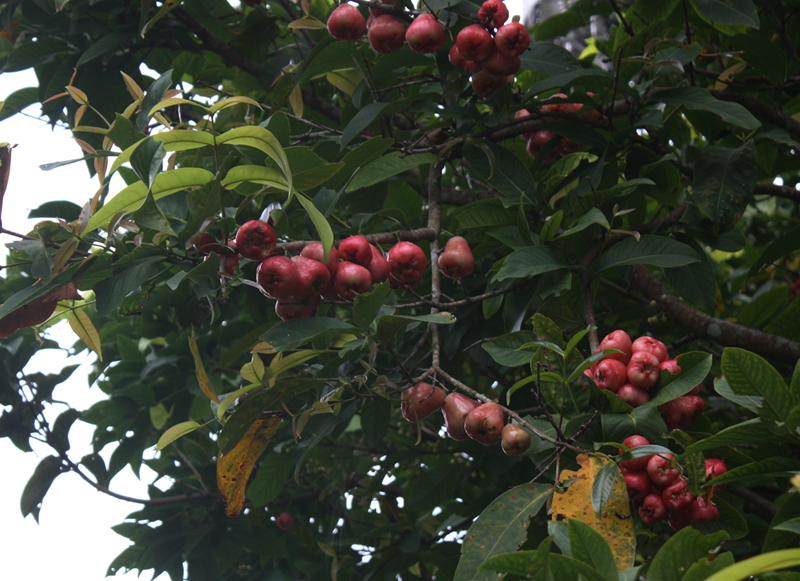 Syzygium samarangense_������ԭҰ���� (1).jpg