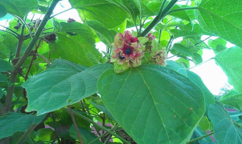 ������С IMAG2644.jpg