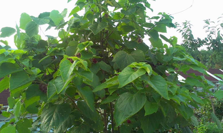 ������С IMAG2646.jpg