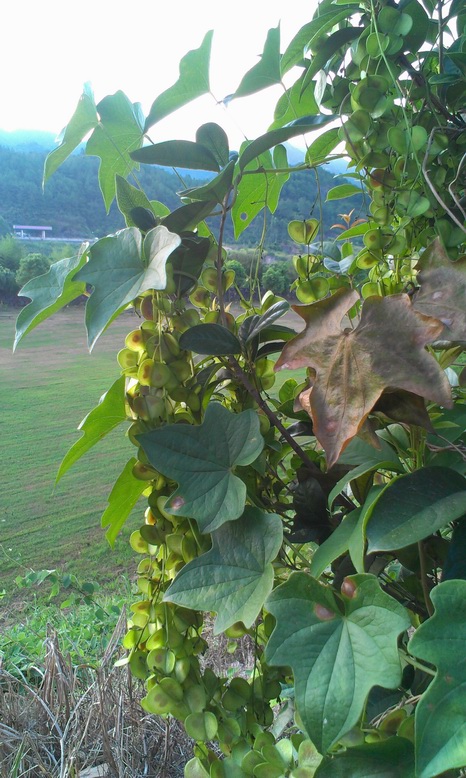 ������С IMAG2638.jpg