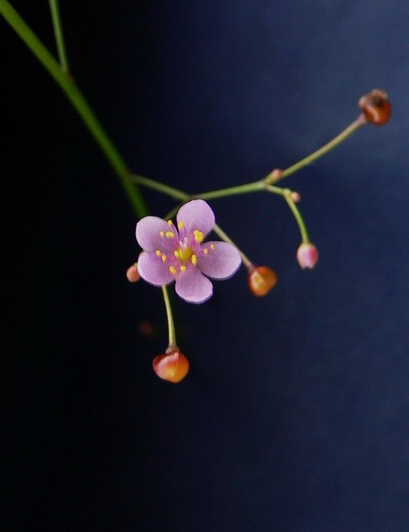 ���˲� �Ļ�